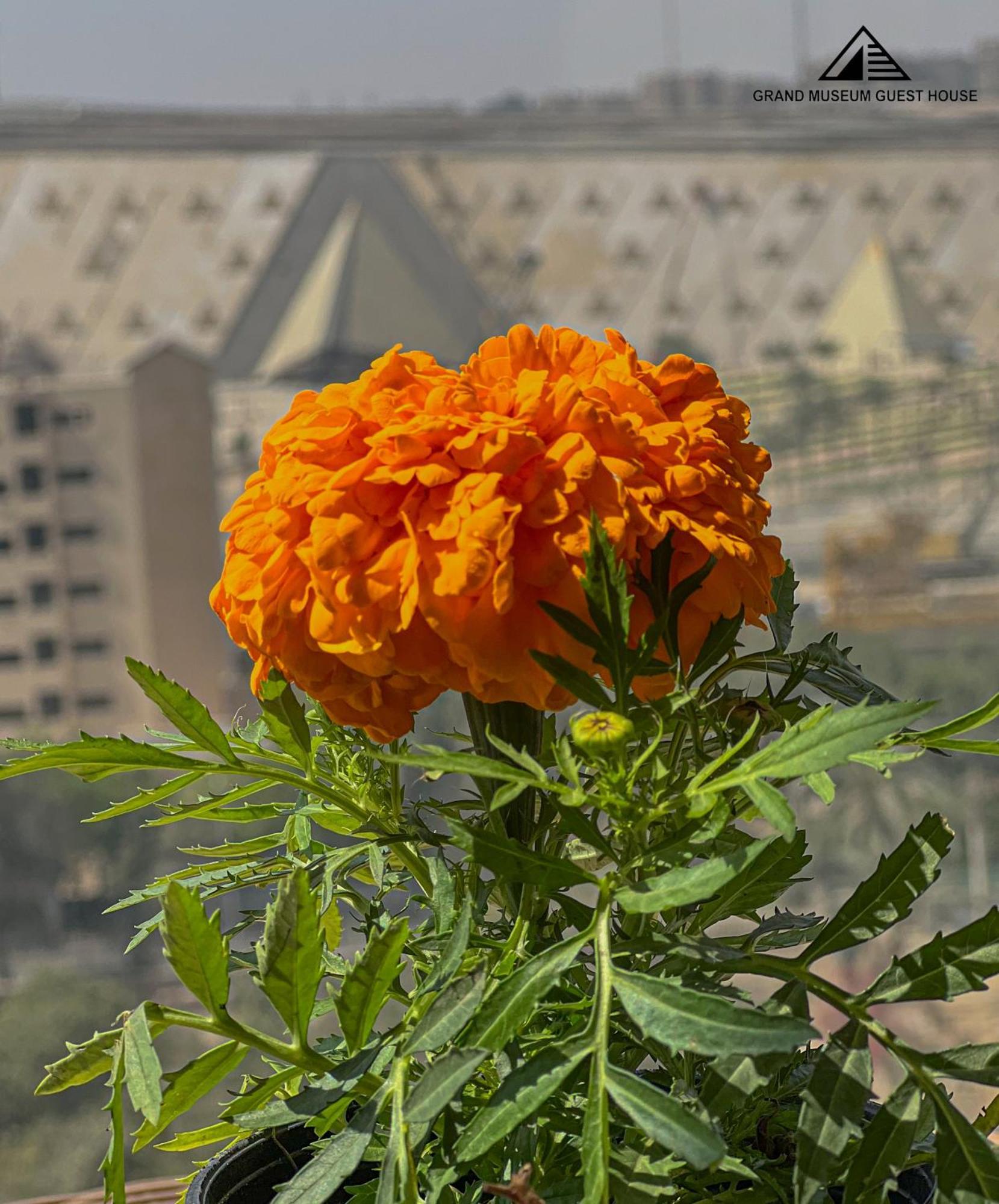 ホテル Grand Museum & Pyramids View Kafr Ghatati エクステリア 写真